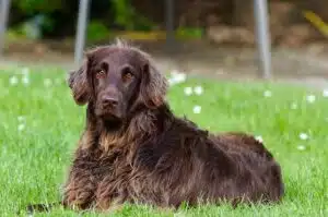 rasoio cani